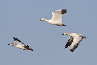 snow geese 101611_MG_5181