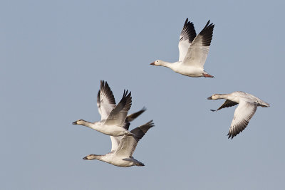 snow geese 101611_MG_5174