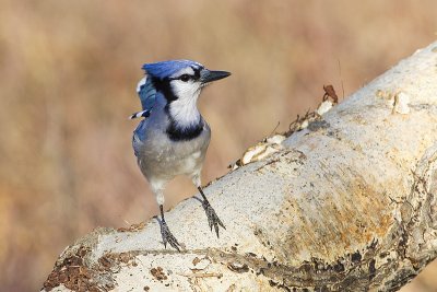 blue jay 110611_MG_0996