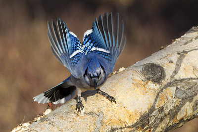 blue jay 110611_MG_1085