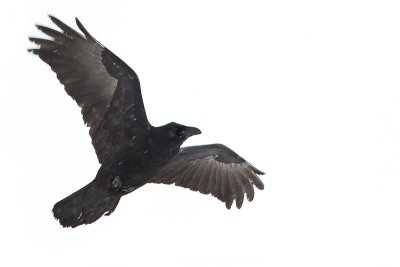 common raven 111311_MG_1516