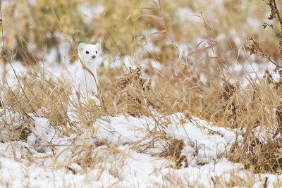 long-tailed weasel 111311_MG_1546