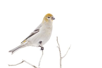 pine grosbeak 111211_MG_1374