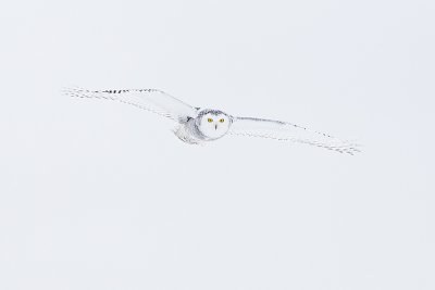 snowy owl 120411_MG_2572