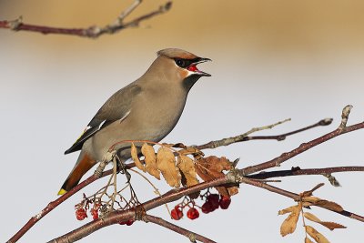 bohemian waxwing 122111_MG_3381