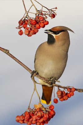 bohemian waxwing 122111_MG_3492