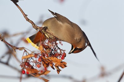 bohemian waxwing 122111_MG_3829