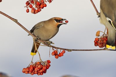 bohemian waxwing 122111_MG_3853