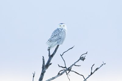 snowy owl 123011_MG_4228