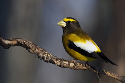 evening grosbeak 123111_MG_4727