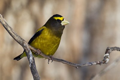evening grosbeak 123111_MG_4741