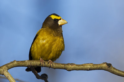 evening grosbeak 123111_MG_4970