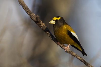 evening grosbeak 123111_MG_5045