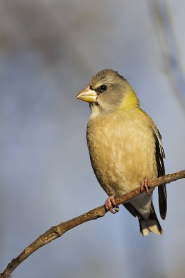 evening grosbeak 123111_MG_5068