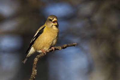 evening grosbeak 123111_MG_5234