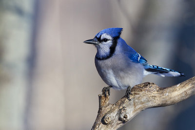 blue jay 123111_MG_4783