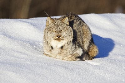 lynx 010612_MG_5572