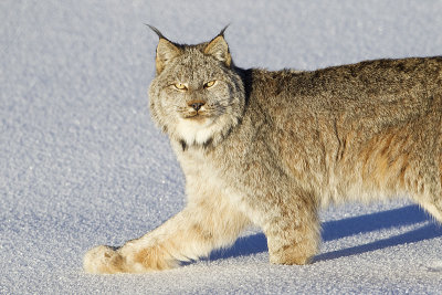 lynx 010612_MG_5618