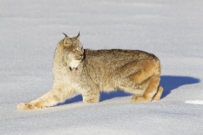 lynx 010612_MG_5649