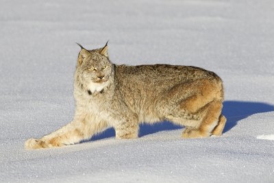 lynx 010612_MG_5650