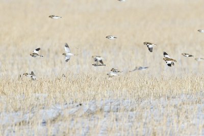 snow buntings 011512_MG_5948