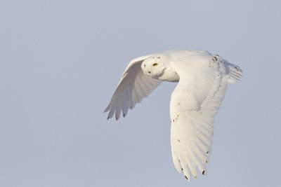 snowy owl 011512_MG_6407