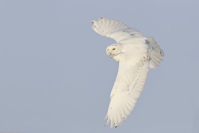 snowy owl 011512_MG_6401