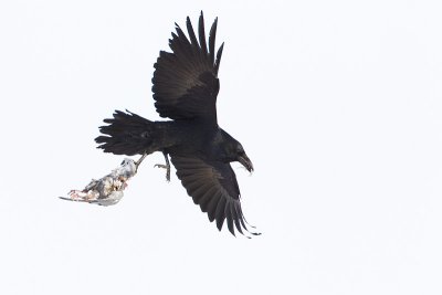 common raven 012012_MG_6676