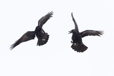 common ravens 012012_MG_6805
