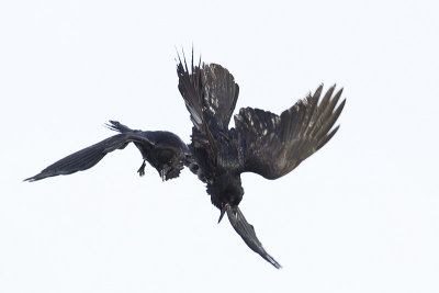 common ravens 012012_MG_6810