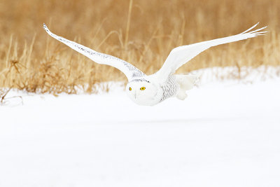 snowy owl 012212_MG_7074