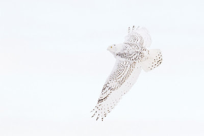 snowy owl 012212_MG_6986