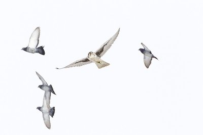 prairie falcon & pigeons 012312_MG_7660