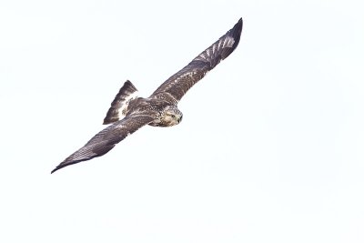 rough-legged hawk 012212_MG_7233