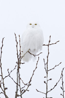 snowy owl 012812_MG_8551