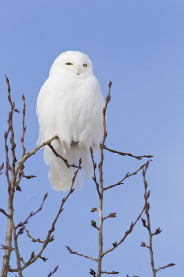 snowy owl 012912_MG_8709