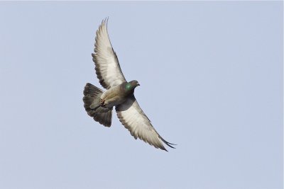 rock pigeon 020212_MG_9149