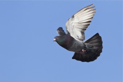 rock pigeon 020312_MG_0153