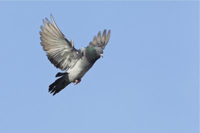 rock pigeon 020312_MG_0209