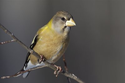 evening grosbeak 020412_MG_0711