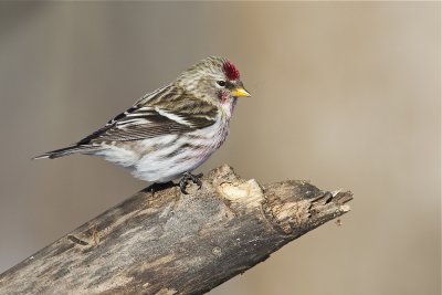 common redpoll 020412_MG_0527