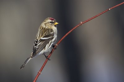 common redpoll 20412_MG_0701