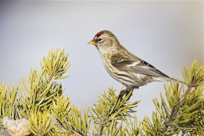 common redpoll 020412_MG_0829