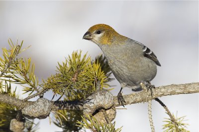 pine grosbeak 020412_MG_0926