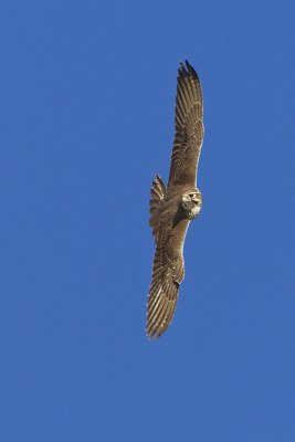 prairie falcon 020612_MG_1496