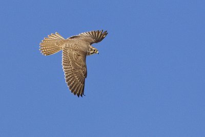 prairie falcon 020612_MG_1850
