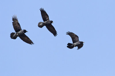 common ravens 021012_MG_3972