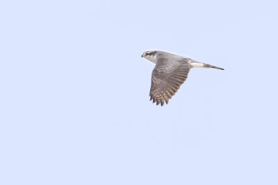 northern goshawk 021912_MG_5985