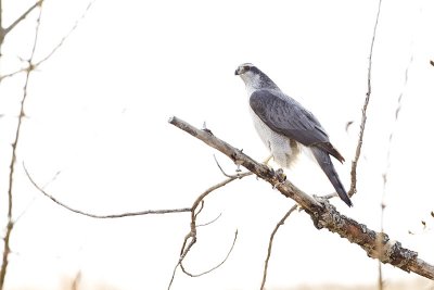 northern goshawk 021912_MG_6040