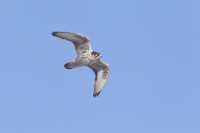 gyrfalcon 022012_MG_7407